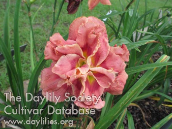 Daylily Morning Appointment